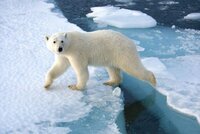 Lední medvěd napadl muže z výletní lodi. Šelmu zastřelila medvědí hlídka