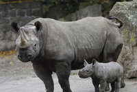 Nosorožce zachrání umělé oplodnění: Vědci přišli se zásadním průlomem