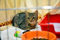 Dejte domov kočičímu bezdomovci: Nového mazlíčka si můžete vybrat na umísťovací výstavě v Praze 3