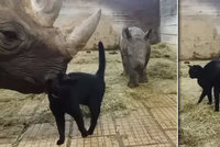 Fenomén internetu pochází z Česka: Kočka Mia se mazlí s nosorožci!