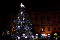 Hledá se letošní král Vánoc. Pomozte i vy najít nejideálnější strom pro Staroměstské náměstí