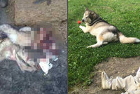 Rodině ukradli a snědli milovaného psa: Pachatelé dostali směšné tresty!