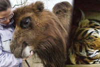 Únor v pražské zoo tak trochu jinak: Nakrmte velbloudy a vydejte se za zvířaty, která v noci ožívají