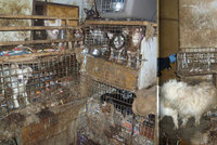Dům hrůzy na Vysočině: Stovky psů trpěly v klecích plných výkalů, stěny domu byly nasáklé močí