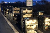 Tisíc mrtvých kuřat: D1 na Brno je uzavřena