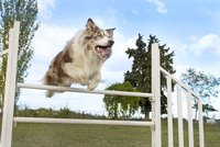 V Plzni vznikne nový park: Speciální hřiště na zlepšení kondice tu budou mít psi