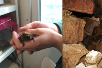 Stovky nezvaných návštěvníků: Ve zdi domu v Libni se skrývali netopýři. Starají se o ně v záchranné stanici