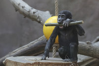 Zoo zahájilo stavbu pavilonu goril: Otevřít by se mohl do konce roku 2021