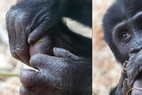 Ajabu má bolístku! Nejmladší goriláček pražské zoo „ochutnává“ svoji patu