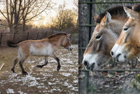 Krásky Helmi a Hanna dorazily do pražské zoo: Klisny koně Převalského mohou brzy brázdit mongolské stepi