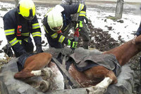 Záhada! Kůň na Břeclavsku se »napasoval« do obří pneumatiky! Nikdo nechápe, jak to dokázal