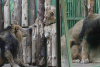 Na lvy z pražské zoo „přišlo jaro“: Sohan a Suchi se oddávají páření už čtyři dny
