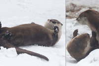 Nadšení v pražské zoo: Vydry si užívaly sněhový wellness! Byla to poslední nadílka letošní zimy?