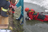 Pes propadl na Znojemsku dírou do ledové vody: Hasiči ho museli vyprostit a »rozdýchat«