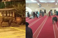 Do mešity plné muslimů vtrhl agresivní divočák. „Nečistý tvor“ tu řádil půl hodiny