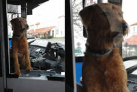 Místo řidiče byl za volantem trolejbusu v Pardubicích pes: Z kabiny psa vyvedli strážníci