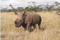 Poslední pocta nosorožci Sudánovi: Celebrita z Dvora Králové má v Keni pomníček