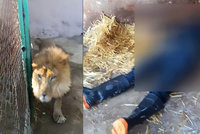 Ošetřovatele (†28) roztrhal v zoo lev: Muž zapomněl zavřít klec, stalo se mu to osudné
