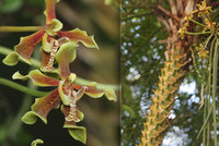 Obrovská rarita vykvetla v botanické zahradě: Třímetrová orchidej voní po skořici