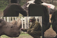 Poslední snímky nosorožce Sudána: Ošetřovatelé ho nechtěli opustit. Truchlí i DiCaprio