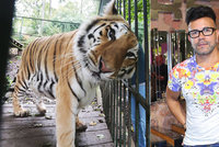 Osmany Laffita oplakává svého tygra: Zabily ho ledviny!