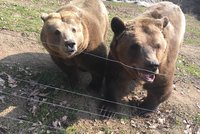 Jaro začíná, v plzeňské zoo se probudili brtníci: Ve spánku medvědi shodili třetinu své váhy