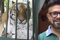 Smrt Laffitova tygra řeší ochránci zvířat. Co se jim na skonu zvířete nezdá?