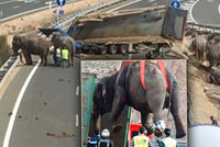 Po dálnici běhali sloni, převrátil se s nimi kamion. Řidiči nevěřili vlastním očím
