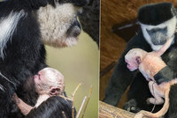 Radost v pražské zoo: Gueréze Lucii se narodilo miminko! Roztomilou opičku ostatním hned půjčila