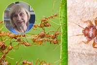 Štěnice, švábi a mravenci v bytě: „Lidé se za ně stydí, situaci je ale nutné řešit,“ říká pražská hygienička