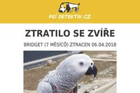 Internet pátrá po Bridget: Popelavý papoušek se vyvlíkl majiteli z kšírů