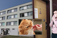 Kočičí zápach terorizuje obyvatele pražského paneláku. V bytě o velikosti 80 m2 žije 60 zvířat
