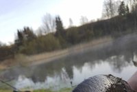 Žabí útok na kapra na Bruntálsku: Chtěl prý sex! Přední nohy zarazil statný samec rybě do očí