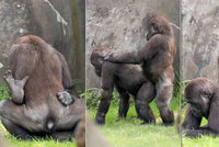 Kámasútra v zoo: Gorilí mláďata střídají pózy jako ostřílení pornoherci