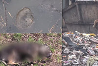 U slovenského města byly nalezeny ostatky uhořelých psů: Mohou za krutou smrt zvířat děti?!
