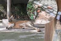 Turisté ukamenovali klokana v zoo: Chtěli, aby skákal
