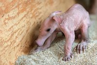 Už je na světě! Samice Kvída v pražské zoo porodila malého hrabáčka, první týden rozhodne