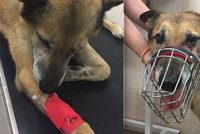 Řidič u Suchodola srazil psa a ujel: Zraněného křížence zachránili svědci nehody, teď pátrají po jeho majiteli