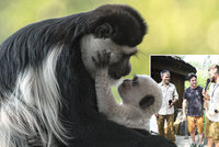 Pražská zoo pokřtila »bílé opičátko Abu«: Kmotrem guerézího kluka se stal Saša Rašilov