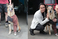 Zraněný belgický ovčák se zase raduje ze života: Dingo děkoval zachránkyním!