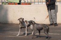 Toulaví psi roztrhali šest dětí. Místní začali vraždit zvířata na potkání