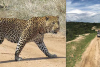 Batole (†3) se zatoulalo na safari: Sežral ho leopard!