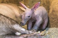 Pražská zoo dnes představí tříkilové mládě hrabáče. Chovatelé dávají pozor, aby ho matka nezabila