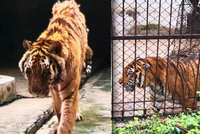 Ošetřovatele (†50) v zoo roztrhal tygr! Zvíře ho napadlo, když mu čistil klec