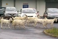 Divoké kozy šikanují celé město. „Lezou na auta a rozmnožují se jak o život“