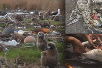 Mrtví ptáci s žaludky plnými plastů: Šokující snímky ukazují, jak si zabíjíme planetu