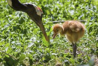 „Symbol štěstí“ v pražské zoologické zahradě: Vyklubalo se mládě vzácného jeřába
