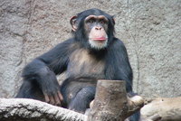 Šimpanzi mají čistější lože než lidé. Není tam ani tolik hmyzu, odhalil výzkum