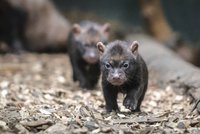 Štěňata psů pralesních v Zoo Praha: V příštím týdnu se poprvé podívají ven