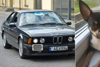 Dvojice z BMW unesla čivavu! Omráčené zvíře strčili do igelitky